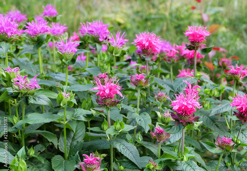 Monarda x hybrida flower in the flower bed in the park in the summer