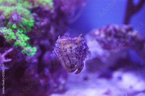 Dwarf cuttlefish Sepia bandensis photo