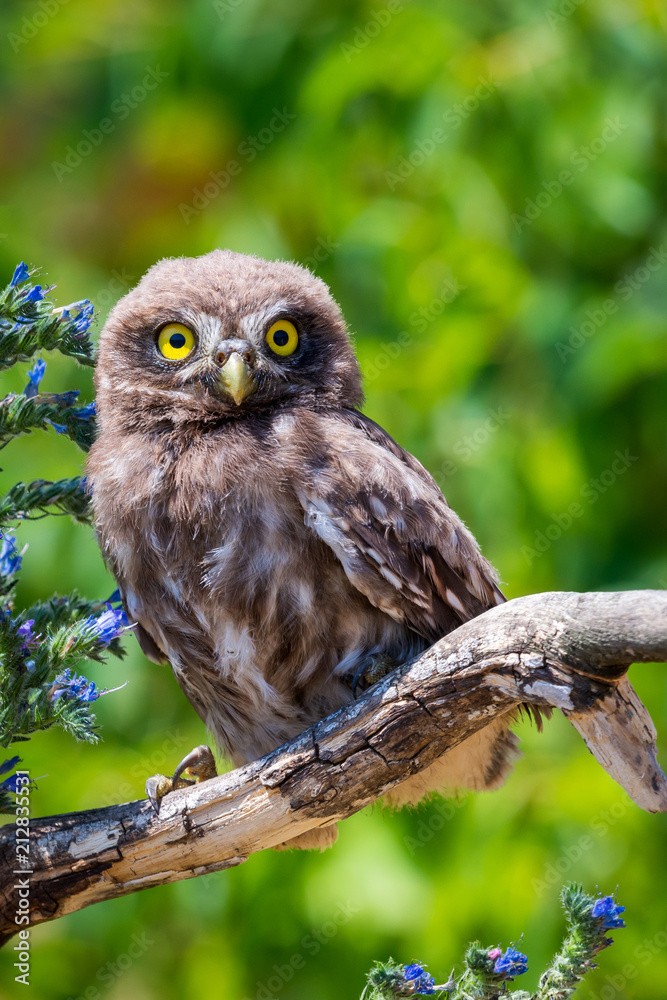 Little owl or Athene noctua on wooden branch with flowers Little owl or Athene noctua on wooden branch with flowers