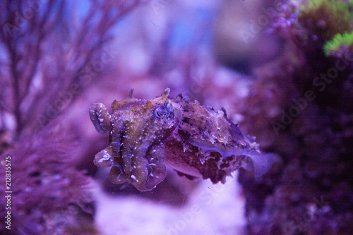 Dwarf cuttlefish Sepia bandensis photo