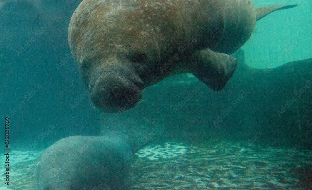 Florida manatee also called the West Indian manatee or sea cow Stock