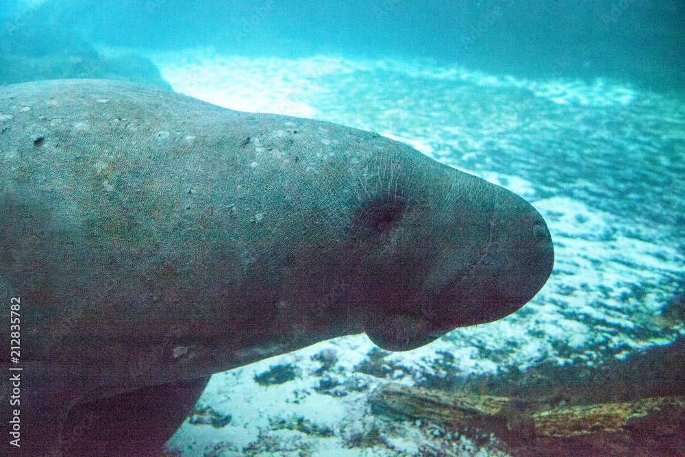 Florida manatee also called the West Indian manatee or sea cow Stock