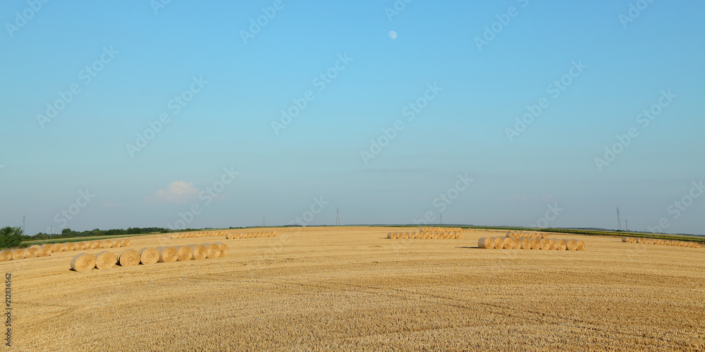 Wheat field after harvest, bale of rolled straw with clear sky and moon