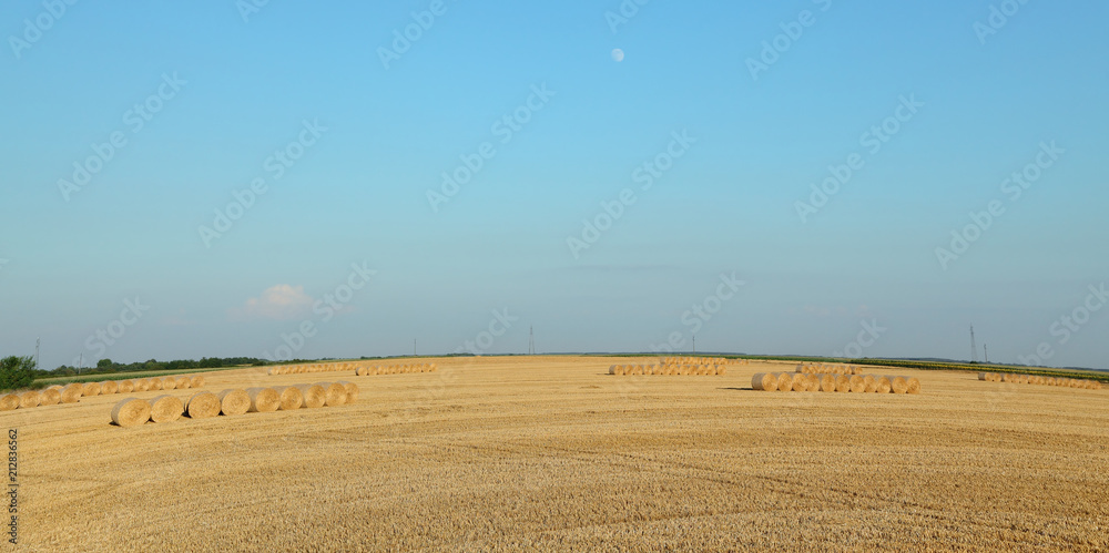 Wheat field after harvest, bale of rolled straw with clear sky and moon Wheat field after harvest, bale of rolled straw with clear sky and moon