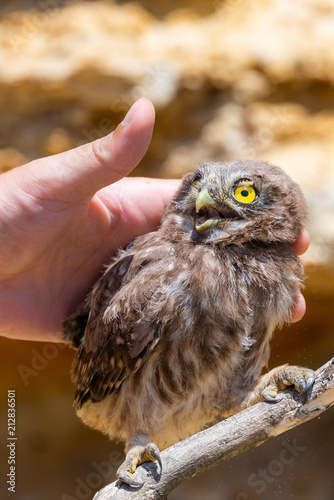 Man's hand touching little owl or Athene noctua photo