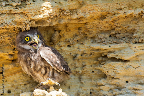 Little owl or Athene noctua perched on ground photo