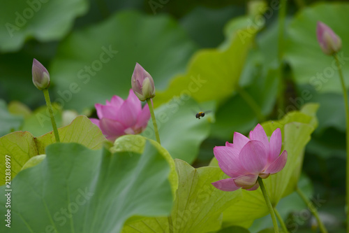 Blooming lotus flowers in the park