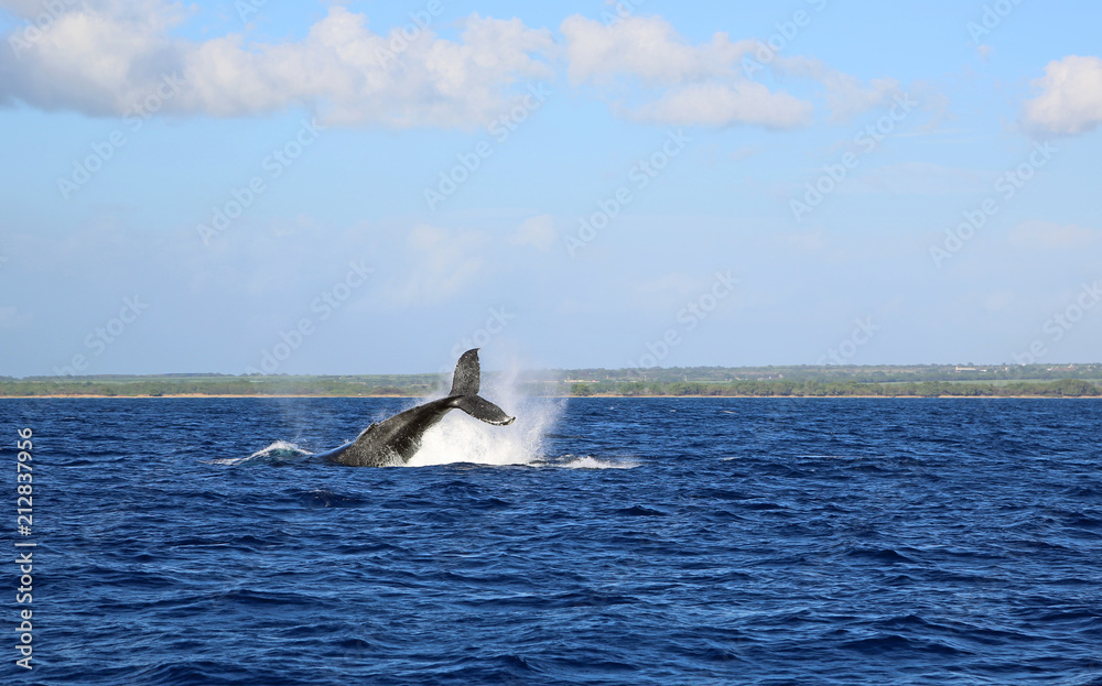 Fototapeta premium Jumping whale - Maui, Hawaii