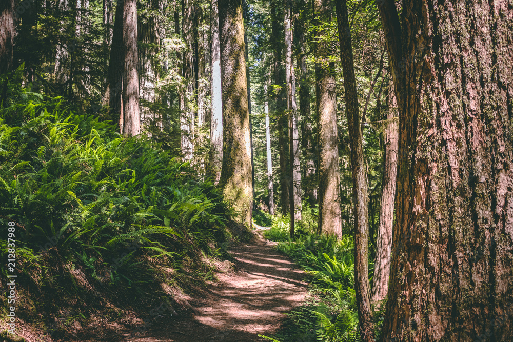 Fototapeta premium Forest Path 3