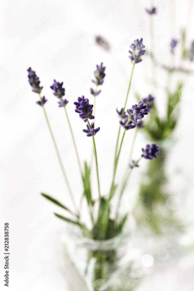 Naklejka premium Fresh lavender flowers.