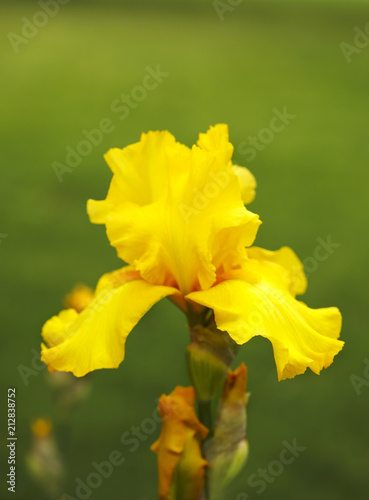 Fototapeta Naklejka Na Ścianę i Meble -  Close-up of yellow iris flower