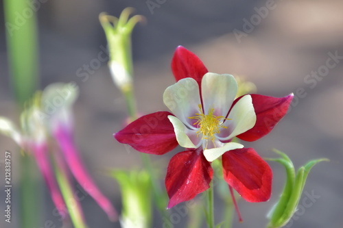 Ancolie rouge et jaune, arrière-plan fondu gris photo