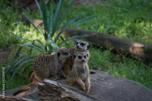 Meerkats mob on the lookout on a rock