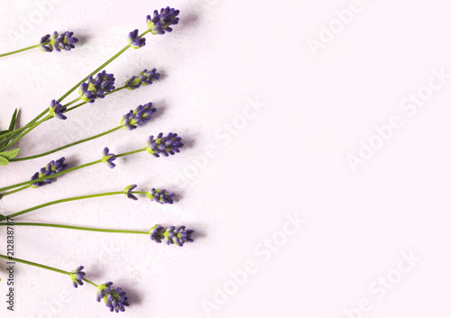 Fototapeta Naklejka Na Ścianę i Meble -  Fresh lavender flowers on pink background