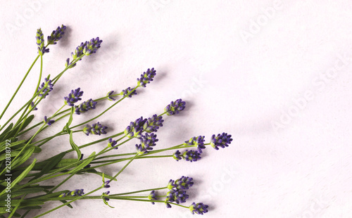 Fototapeta Naklejka Na Ścianę i Meble -  Fresh lavender flowers on pink background