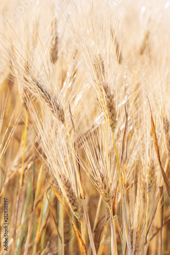macro closeup of wheat field © David Prahl