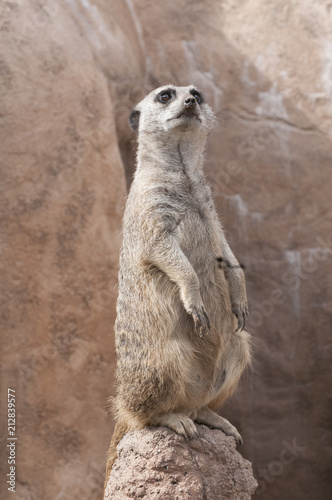 Meerkat Sentry 2 © tompotterphoto