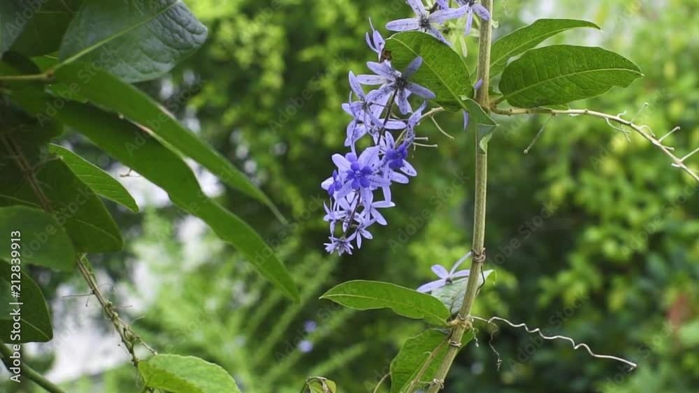 Lavender flowers and plants in a jungle setting during the day. Close up, slow motion shots with shallow depth of field. Lavender flowers and plants in a jungle setting during the day. Close up, slow motion shots with shallow depth of field.