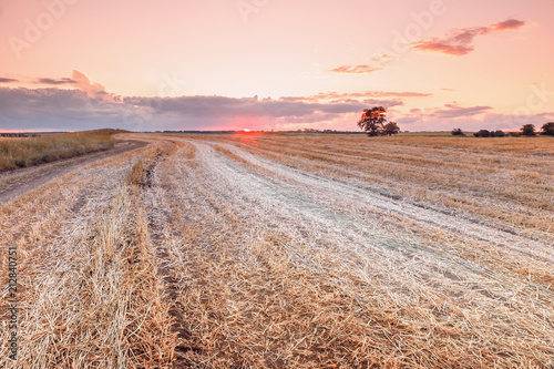 Sunset over the wheat field after harvest, the red sun touches the horizon over the field lines and roads. Toned photo.