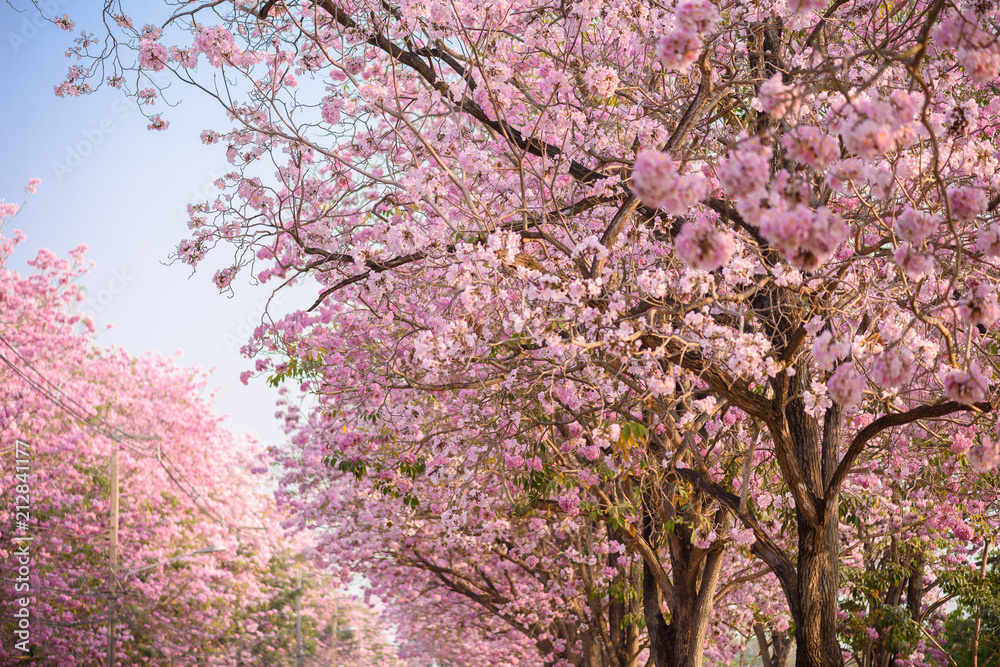 Tabebuia rosea is a Pink Flower neotropical tree Tabebuia rosea is a Pink Flower neotropical tree