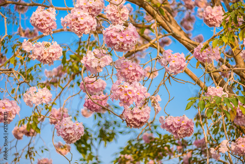 Tabebuia rosea is a Pink Flower neotropical tree photo