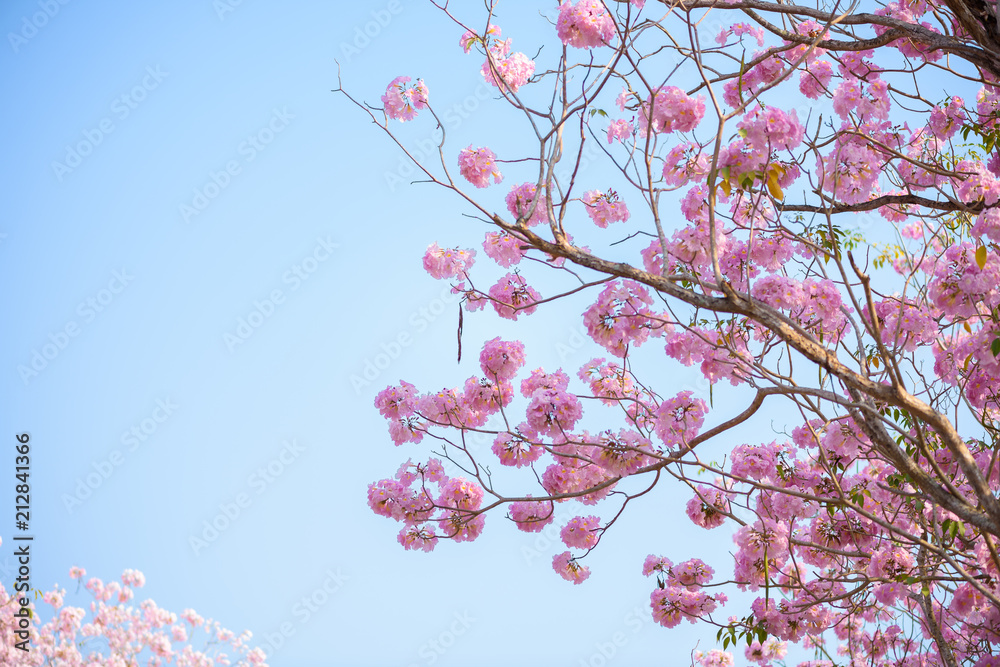 Tabebuia rosea is a Pink Flower neotropical tree and blue sky