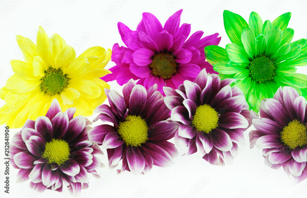 close up on colorful chrysanthemum flower isolated on white background close up on colorful chrysanthemum flower isolated on white background