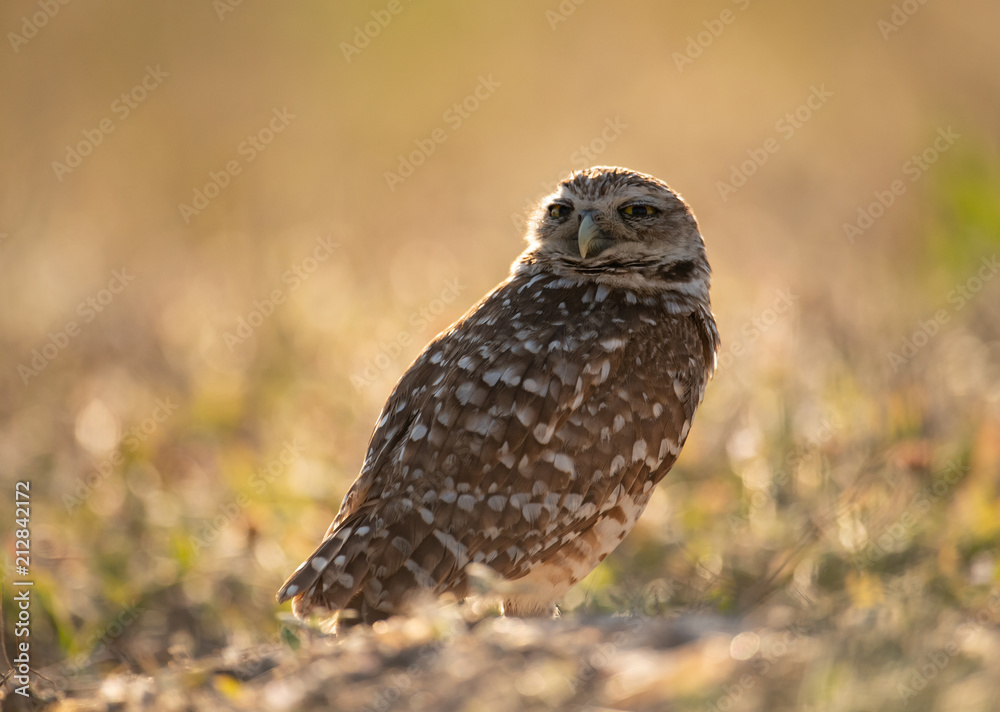 Fototapeta premium Burrowing Owl 