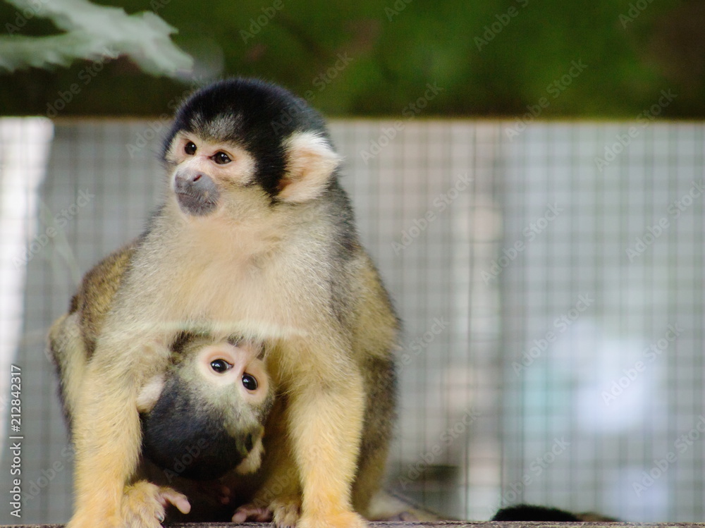 Fototapeta premium Close up image of a Squirrel Monkey holding on and feeding from its Mother. 