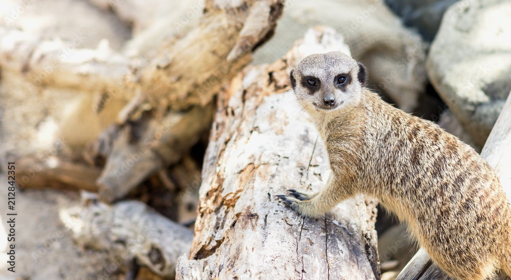Fototapeta premium The meerkat or suricate is a small carnivoran belonging to the mongoose family.