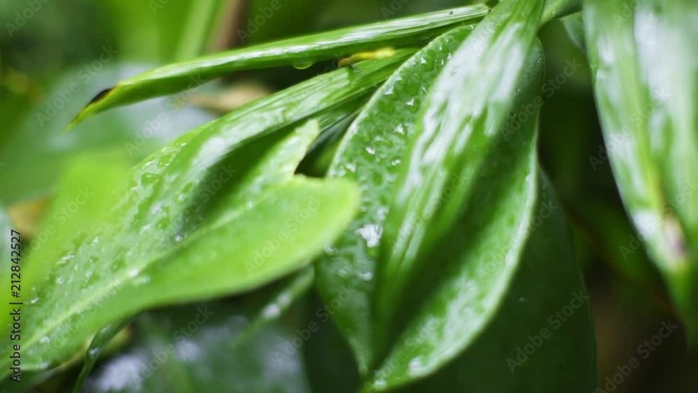 Flowers and plants in a jungle setting during the day. Close up, slow motion shots with shallow depth of field. Flowers and plants in a jungle setting during the day. Close up, slow motion shots with shallow depth of field.