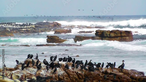 Cape Cormorants near the Cape of Good Hope and Cape Point in Table Mountain National Park in Cape Town, South Africa. photo