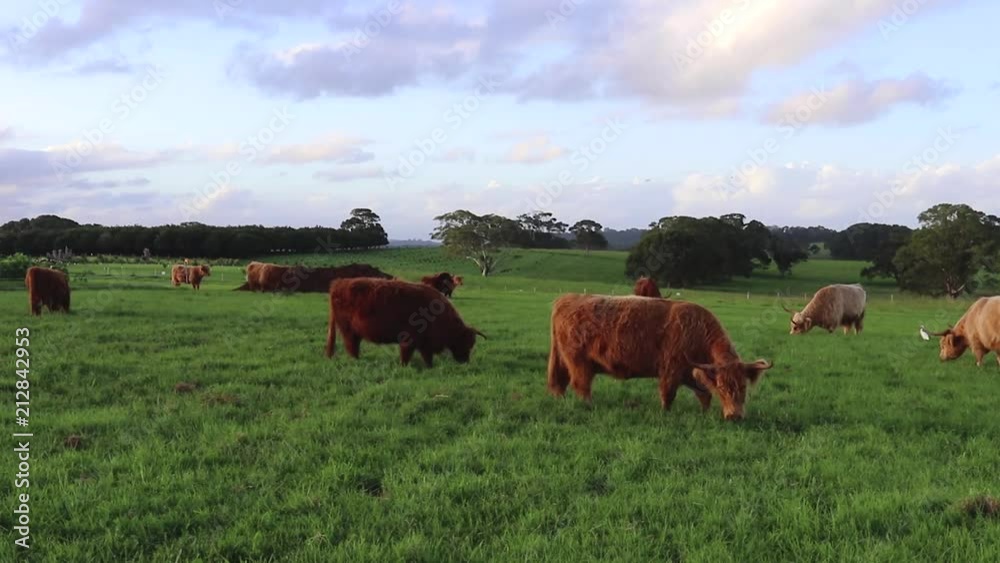Cows and bulls happily grazing on green lush grass in a open farm field, paddock, meadow with blue skies, clouds, trees at sunset dusk Cows and bulls happily grazing on green lush grass in a open farm field, paddock, meadow with blue skies, clouds, trees at sunset dusk