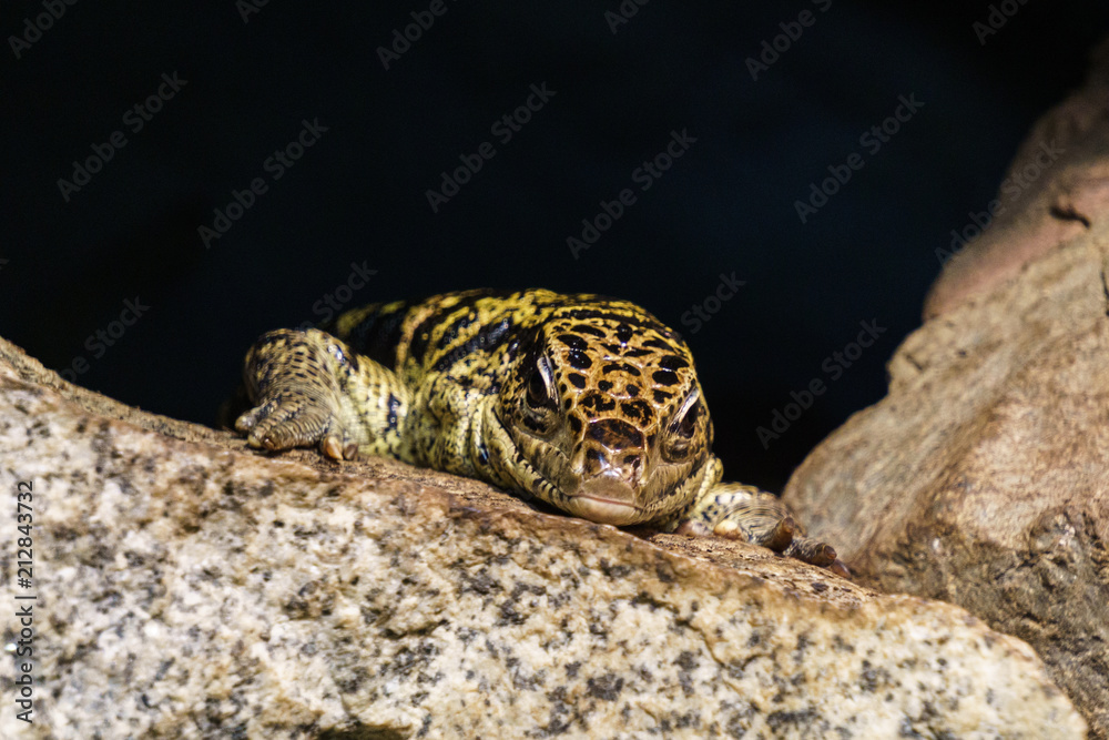 Naklejka premium Close-up of colombian tegu lizard on a rock near the cave.