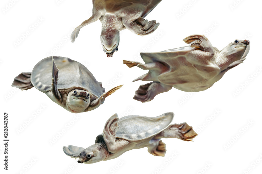 Obraz premium Carettochelys insculpta. Collection of funny turtles on white background. Isolated image of aquatic animal. Merry reptile in different poses close up.