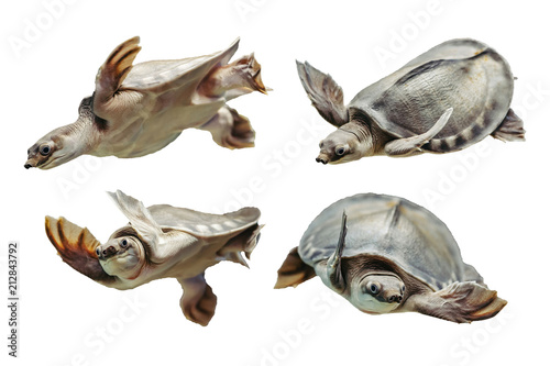 Carettochelys insculpta. Collection of funny turtles on white background. Isolated image of aquatic animal. Merry reptile in different poses close up.