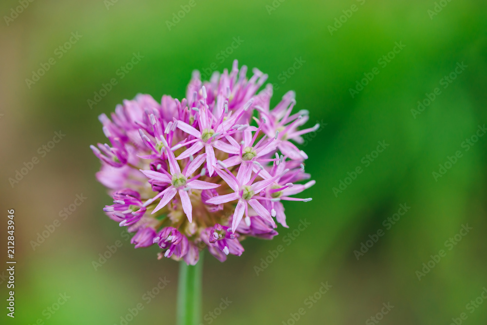 Flowers of pink onion blooming on background of greenery in bokeh close up. Beautiful small flowers in macro with copy space. Spring flowering artwork. Flowers of pink onion blooming on background of greenery in bokeh close up. Beautiful small flowers in macro with copy space. Spring flowering artwork.