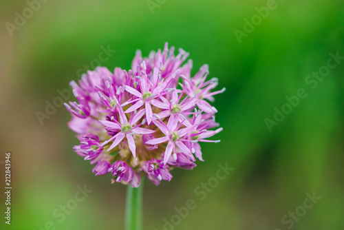Flowers of pink onion blooming on background of greenery in bokeh close up. Beautiful small flowers in macro with copy space. Spring flowering artwork.