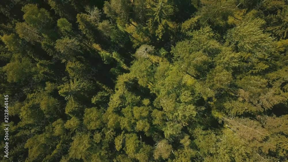 Forest from above Forest from above