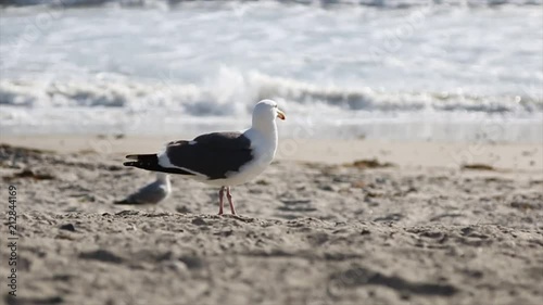 A seagull eating. photo