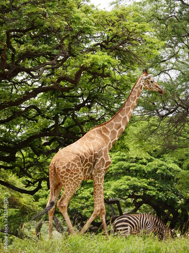 giraffe walking in the safari zoo next to zebra 