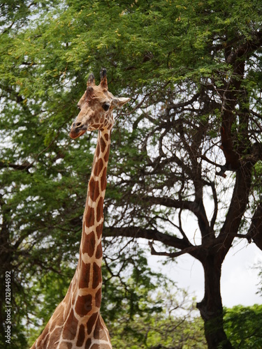 Photography giraffe long neck head portrait
