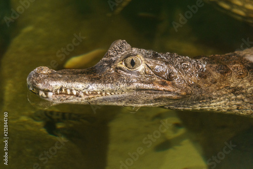 Spectacled caiman caiman crocodilus head in the water. © olegmayorov