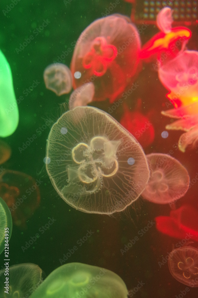 jellyfish jellyfish