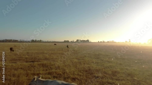 A moving forward aerial shot of cattle in early morning fog grazing in a paddock while the sunrise shines on them. photo