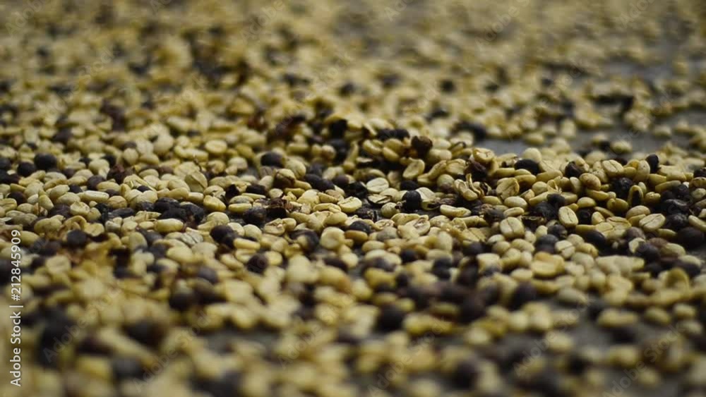 Coffee beans drying at the sun in Chiapas, Mexico. Coffee beans drying at the sun in Chiapas, Mexico.