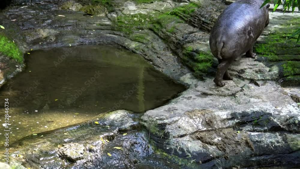 4K, A pygmy hippo walking near the water river in the forest of a zoo. Pygmy Hippopotamus is semi-aquatic mammal from Africa, Liberia.-Dan 4K, A pygmy hippo walking near the water river in the forest of a zoo. Pygmy Hippopotamus is semi-aquatic mammal from Africa, Liberia.-Dan