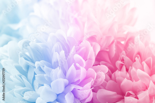 Chrysanthemum flowers in soft pastel color and blur style for background