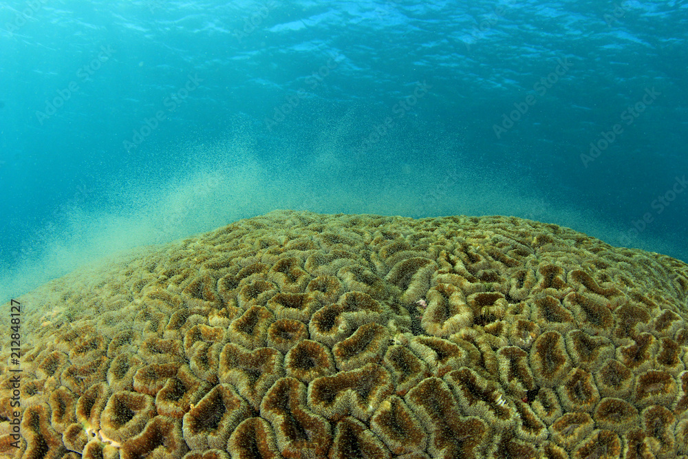 Fototapeta premium Tarło koralowców