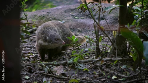 Slow Motion of Crab-eating mongoose walking between the trees in a nature wildlife at evening. Herpestes urva is a mongoose species living in the forest of Asia. Animal walk at zoo -Dan photo